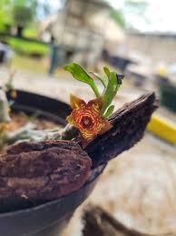 Image result for Tridentea marientalensis