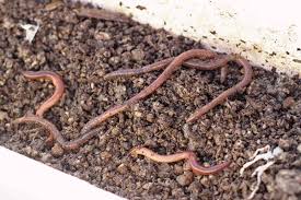Three (3) different forms of pressure can cause concerns: How To Create A Wormery With Kids And Teach Them About Worms
