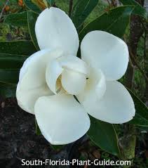 The little gem magnolia is scientifically known as the magnolia grandiflora, and is also known as dwarf southern magnolia tree. Little Gem Magnolia Tree