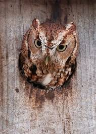 Attach the box to a tree, pole, or structure that is at least 10 feet (3 meters) off the ground. How To Attract Owls To Nest In Your Backyard Birds And Blooms