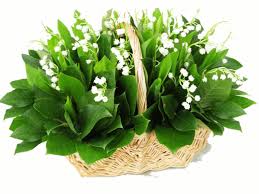 Envoyez un joli brin de muguet porte bonheur pour le 1er mai par email ou. Images Bouquet De Muguet Gratuites Popular Century