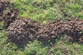 Wie sie erkennen, welches tier in ihrem garten wohnt, zeigen ihnen die charakteristischen unterscheidungsmerkmale in unserer tabelle. Drahtkorbe Schutzen Vor Wuhlmausen Landwirtschaftskammer Nordrhein Westfalen