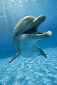 Happy Dolphin Dolphins Marine Animals Ocean Animals