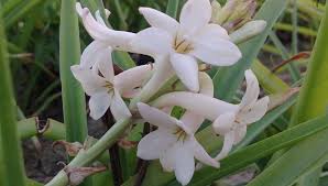 Tuberose Flower Bouquet