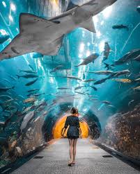Dubai Aquarium Underwater Zoo By Camille Co Dubai Aquarium Dubai Travel Aquarium Pictures