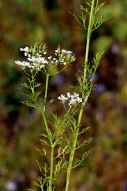 Image result for Diplolophium africanum