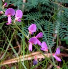 Image result for Desmodium subsecundum