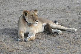Löwin im kampf mit einem kaffernbüffel in der serengeti. Tansania Lowin Rettet Leopardenbaby Geo