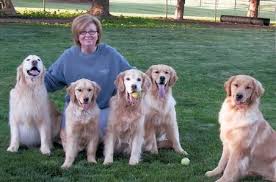 I belong to the golden retriever club of america and the greater pittsburgh golden retriever club. Welcome To Brianne Goldens Brianne Goldens Labrador Retriever Golden Retriever Labrador