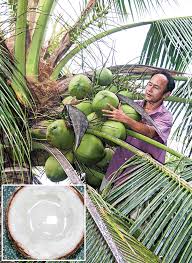 Vựa dừa sáp bến tre, vua dua sap ben tre. Dá»«a Sap Mua Má»™t Ban Ba Sai Gon Tiáº¿p Thá»‹