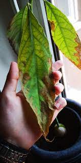 Once the fruit is cut, its flesh can be exposed to air for several hours without significant browning. The Older Leaves Of My Two Avocados Are Turning Brown And Crisp The New Groth Is Normal But Does The Same When They Get Older Is This Normal And If Not What