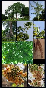 Image result for Ceiba pentandra