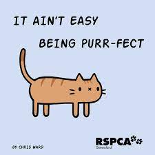 Totally Relatable Cat Puns Funny Rspca Queensland