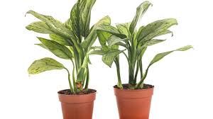 Menggambar bunga pun menjadi hal yang mudah untuk anda lakukan. Keajaiban Tanaman Hias Sri Rejeki Suatu Hari Bisa Tumbuh Di Luar Angkasa