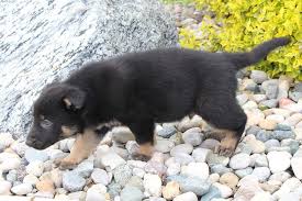German shepherd mix puppies for sale colorado. Joel F1b Mini Goldendoodle Male Puppie For Sale In Rising Sun Maryland Cute German Shepherd Puppies German Shepherd Puppies Puppies For Sale