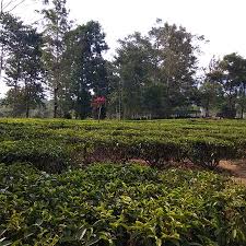 Maybe you would like to learn more about one of these? Kebun Teh Gunung Mas Pemandangan Yang Indah Serta Udara Yang Sangat Sejuk Memang Disini Tempatnya Fotografia De Gunung Mas Tea Plantation Cisarua Tripadvisor