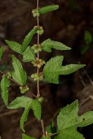 Image result for Triumfetta