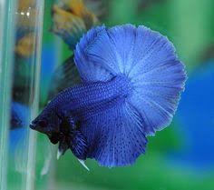 Your current browser isn't compatible with soundcloud. 730 Ide Blue Green Ikan Cupang Ikan Animais