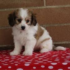 One of our beautiful cavapoo puppies! Cavachon Puppies For Sale Chappaqua Ny 246036