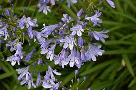 Image result for Agapanthus africanus
