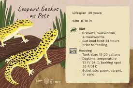 Illustration Of Leopard Geckos As Pets Leopard Gecko Habitat Leopard Gecko Gecko Habitat