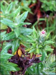 Image result for Ceropegia meyeri-johannis
