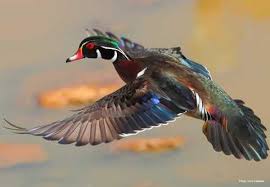 Image Result For Wood Ducks Wood Ducks Animal Sounds Waterfowl Hunting