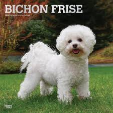 Bichon Frise 2020 Calendar Bichon Frise Bichon Bichon Frise Puppy