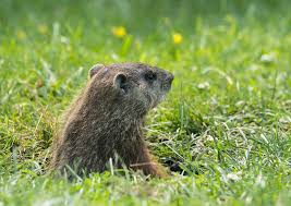 Tom g on april 18, 2019: How To Get Rid Of Groundhogs Terminix