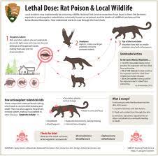 Your garden is your pride and joy, and you put a lot of time and effort into making it if you want to get rid of mice without having to lift a finger, get an outdoor cat to take care of them! How To Get Rid Of Rats In Yard Without Harming Pets