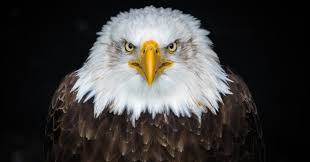 When the storm hits, the eagle sets its wings for the wind to pick it up and lift it above the storm. 60 Eagle Quotes And Sayings Quoteish