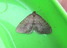 Image result for Operophtera fagata