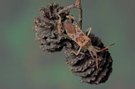 Wanzen lieben wärme und sitzen bevorzugt an den hauswänden von balkon und terrasse in südlage. Stinkwanze Bekampfen Stinkkafer Kennenlernen Und Vertreiben