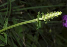 Image result for Platostoma sp. no. 2