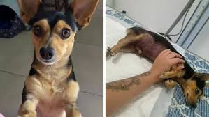 Pinscher morre após ataque de pitbull que também feriu mulher no litoral de SP