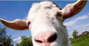 I'm a g.o.a.t.! and for those of y'all who don't know what a g.o.a.t. Appointing A Goat As Gardener The New European Commission News Ipe
