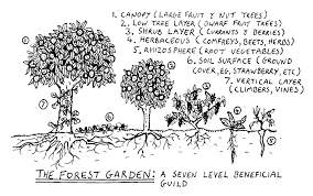 It also helps to clean up the orchard in autumn. How To Plant A Food Forest This Winter Modern Farmer