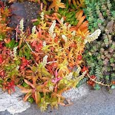 Image result for Crassula capitella