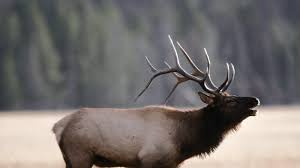 Edmonton elks rugby league, edmonton, alberta. Petition Edmonton Eskimos Change Your Name To The Elks Change Org