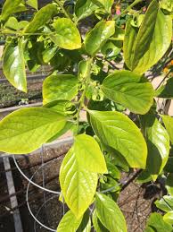Tea can also be made from the fresh or dried leaves of persimmon plants. Fuyu Persimmon Leaves Yellowing Trees Forum At Permies