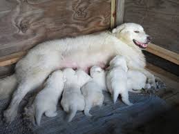 Maybe you would like to learn more about one of these? Maremma Sheepdog Puppies Are 3 Weeks Old Rural Ramblings