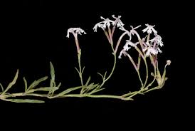 Image result for Nesogenaceae