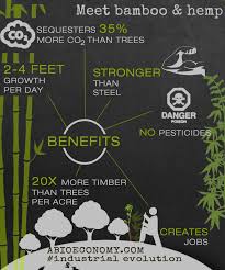 Above Is Just A Few Of The Countless Advantages Of Using Bamboo Over Other Hard Woods Some Bamboo Can Grow As Much As 4 Eco Friendly Living Bamboo Tree Bamboo