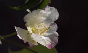 Image result for Azanza lampas