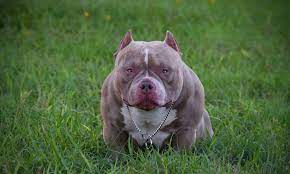 Extreme Build Pocket American Bully Kennels Abkc Champion American Bullies Top American Bully Kennels Pocket Bully American Bully American Bully Kennels