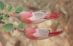 Image result for Englerodendron mengei