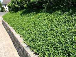 Another idea which will cost you. Landscapeconstruction Vinca Minor Ground Cover Plants Outdoor Plants Landscaping A Slope