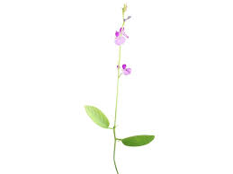 Image result for Pleurolobus