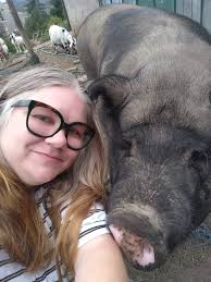 Police were called in to capture a giant pig