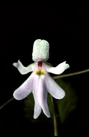 Image result for Impatiens bequaertii